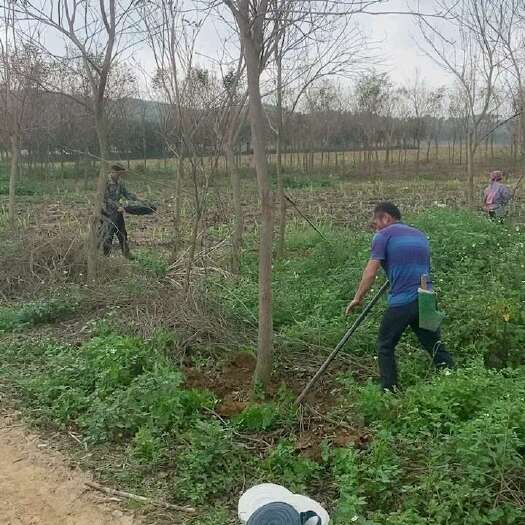 柳州紫花风林木，1-15公分2万株供应  地苗