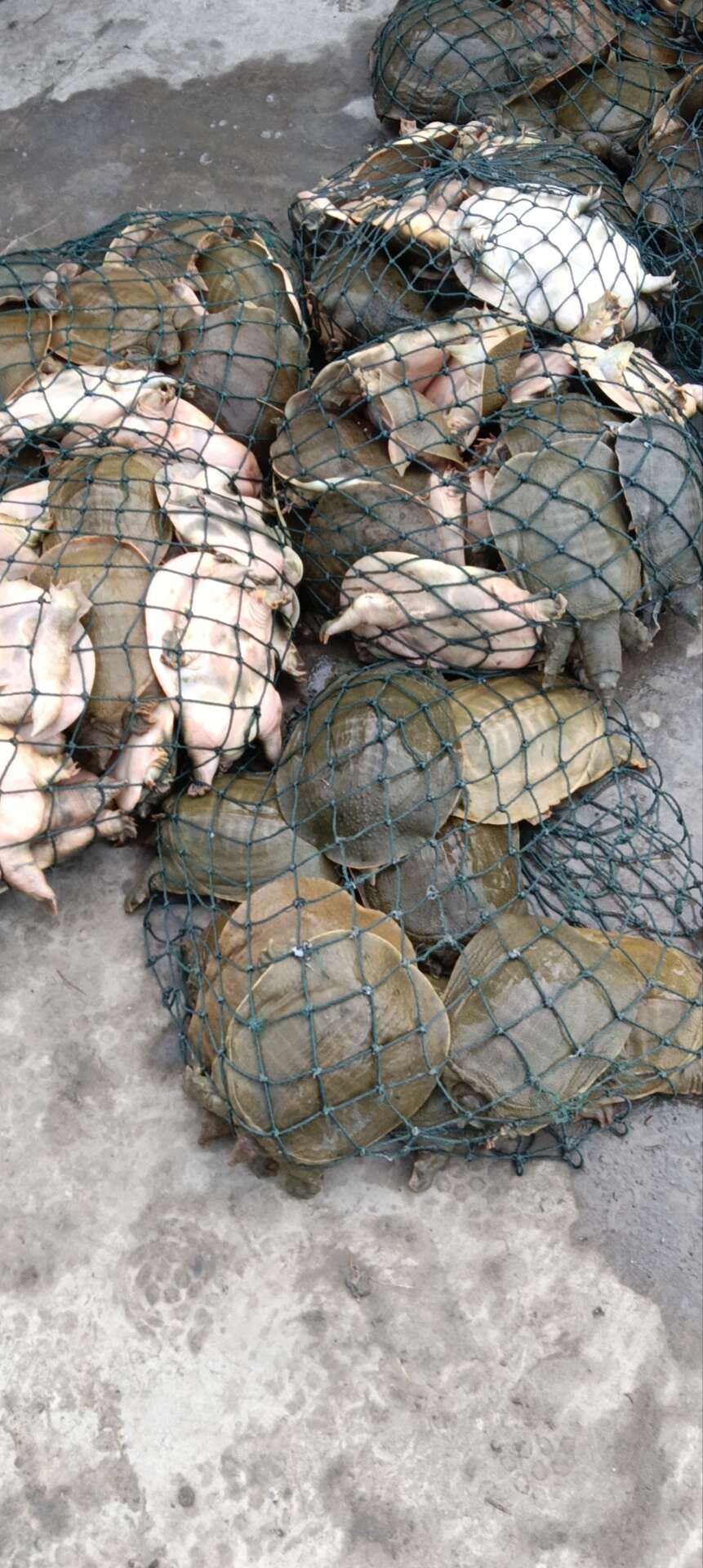 冉冉外塘甲魚(yú)生鮮批發(fā)零售