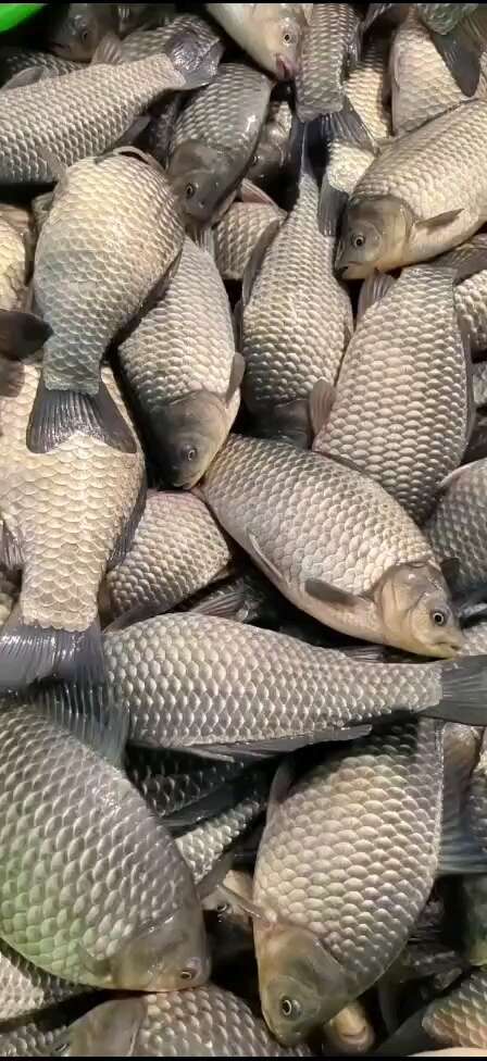 射阳县精品鲫鱼