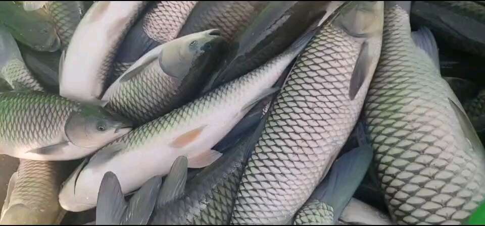 射阳县精品草鱼