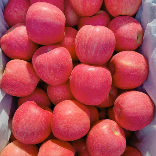 【包脆甜】陕西洛川红富士苹果脆甜当季新鲜应季水果批发整箱10
