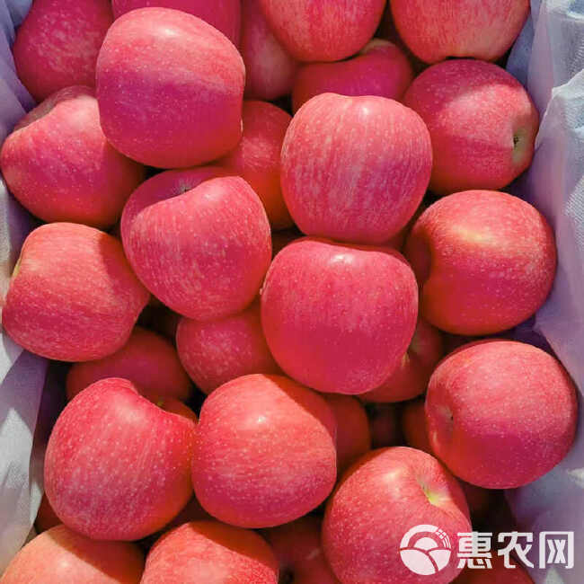 【包脆甜】陕西洛川红富士苹果脆甜当季新鲜应季水果批发整箱10