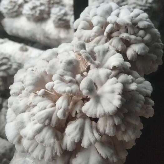 昆明白参菌