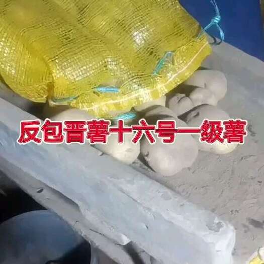 神池县晋薯十六号一级种薯