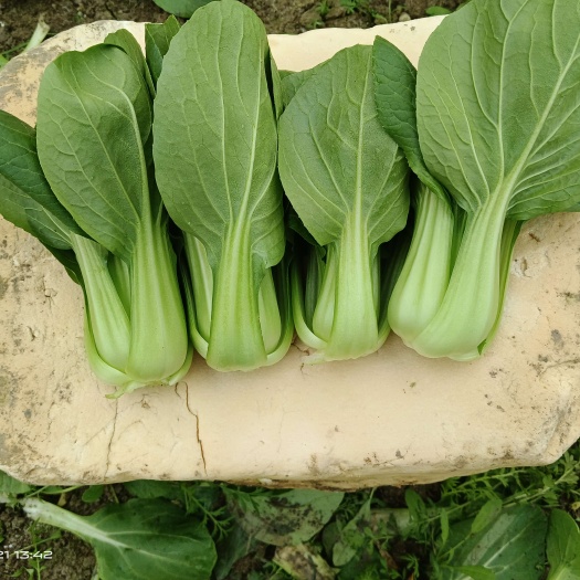 上海大叶青菜，精品油菜