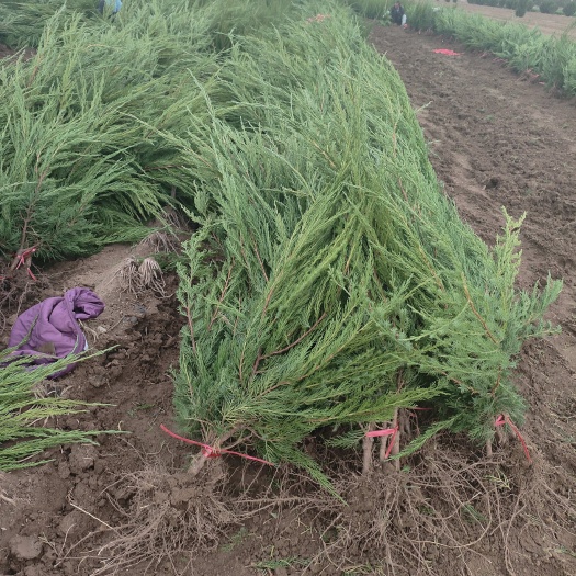 泰安龙柏苗，龙柏，小龙柏。高度30-60适应南北方距离用