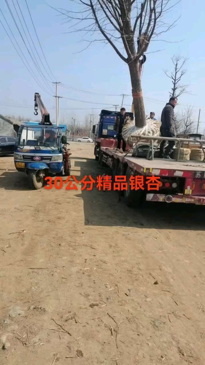 银杏苗 银杏苗价格山东产地直发 高质量乔木绿化苗木