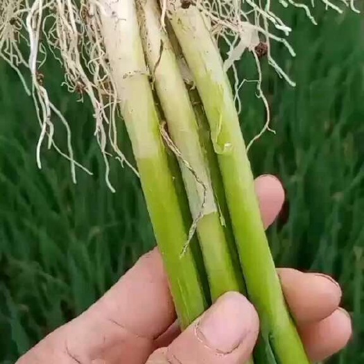 郯城县小钢葱