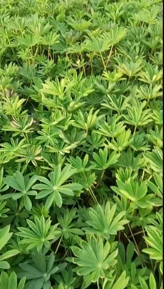 鲁冰花，羽扇豆，大盆鲁冰花，小盆鲁冰花