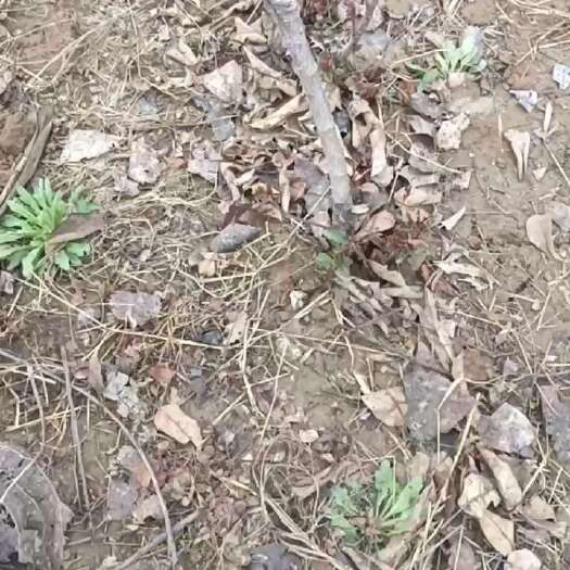 高密市矮化中间砧黄金维纳斯苹果苗