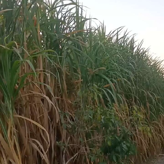 罗甸县甜象草，适合各种肉牛养殖饲料