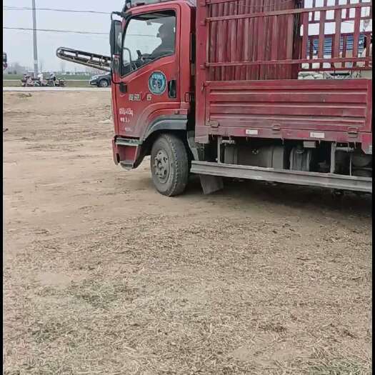 叶县新鲜牧草花生秧