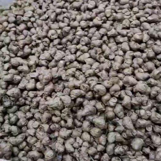 宁波有没人要脆螺！钓青鱼打窝，有货了，需要的联系