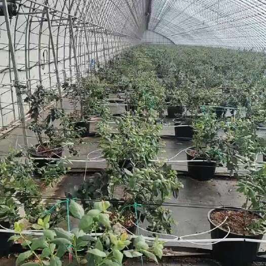 东港市蓝莓鲜果供应三大核心产区供应