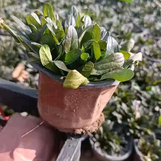 青州市筋骨草，多花筋骨草，大花筋骨草