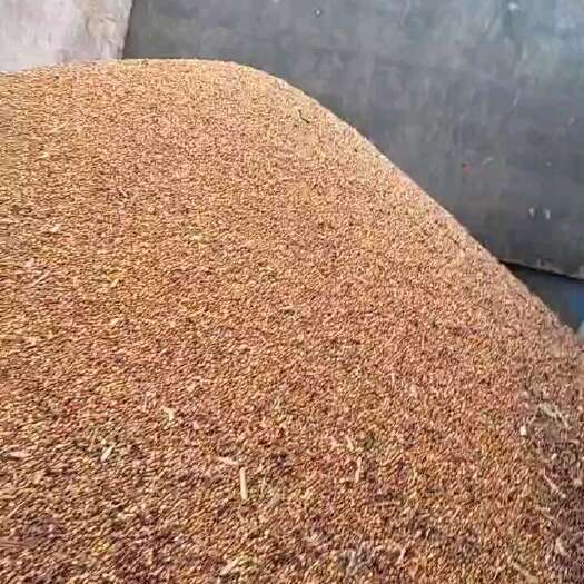 甘泉县卖高粱