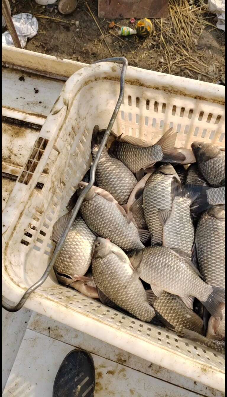 鲫鱼苗  中科五号，中科三号鲫鱼水花，鲫鱼夏花，