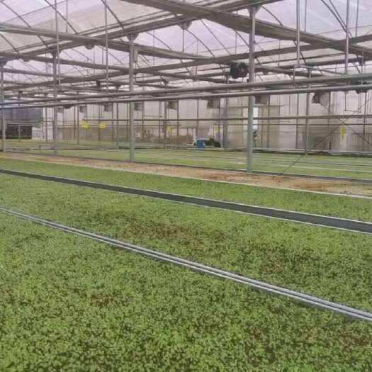 成都淫羊藿种苗，一手货源，背后技术团队支撑，多年筛选高含量品种。