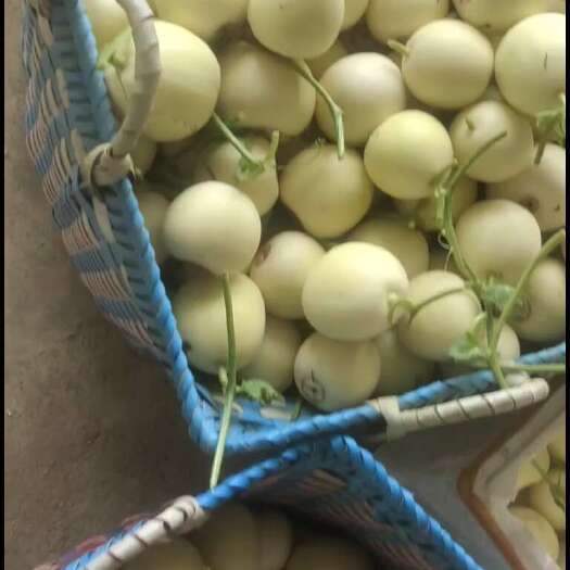 北海一手货源香瓜