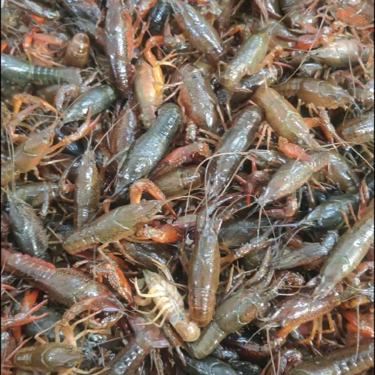 潜江市潜江清水小龙虾