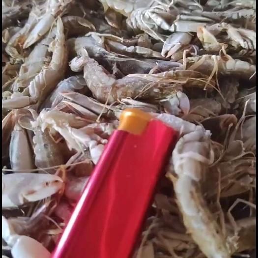 狗虾花腰虾冻盘活冻