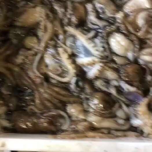 活冻原汁八爪鱼，冻盘20斤，无沙无杂质