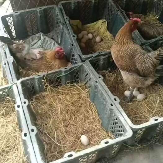 桂林桂林最香散养土鸡蛋