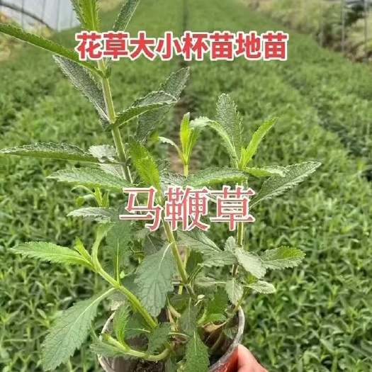 常州柳叶马鞭草