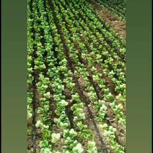包头草莓种苗：宝珠 宝丰 宝丽 隋珠 妙七 甘露