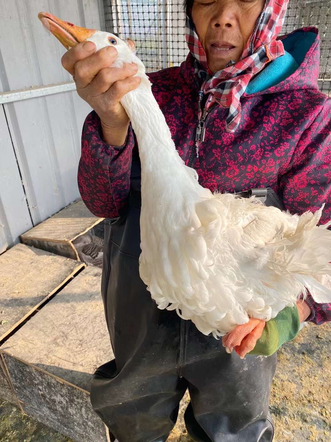 成年翻毛种鹅翻毛鹅多少一只
