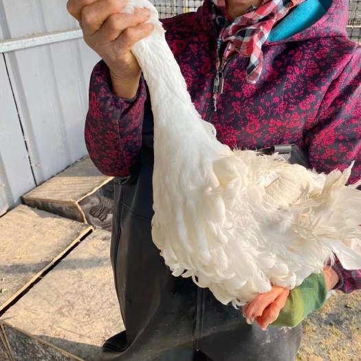 嘉祥县成年翻毛种鹅翻毛鹅多少一只