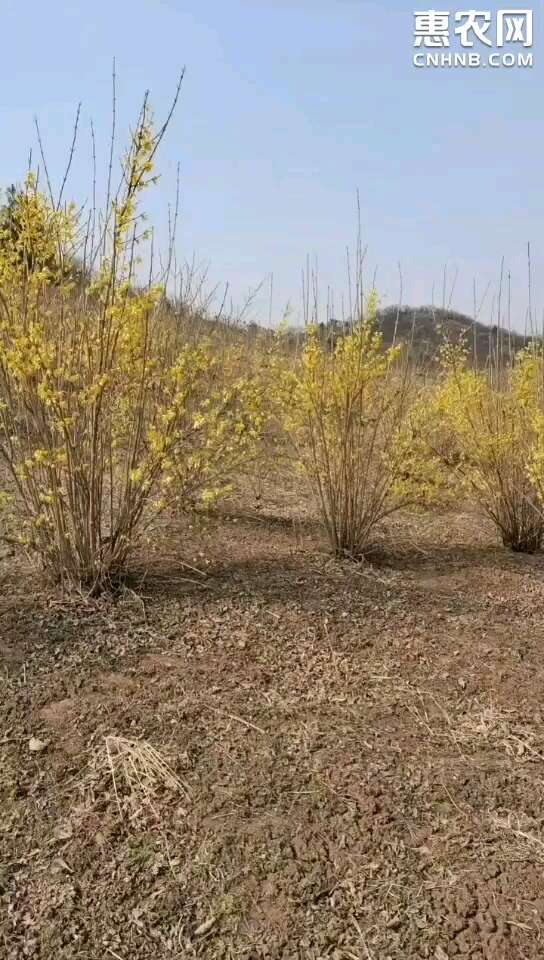 东北连翘 （寸寸金）春季开花较早 先花后叶 庭院绿植