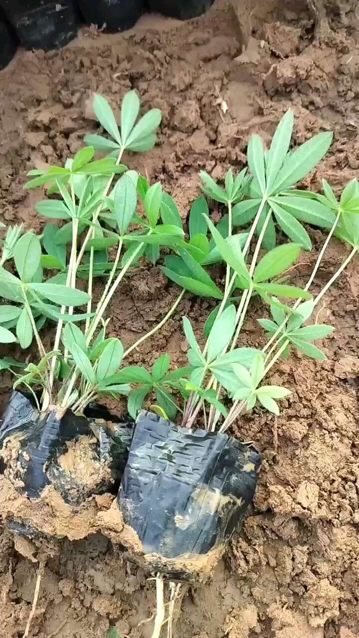 鲁冰花，羽扇豆，大盆鲁冰花，小盆鲁冰花