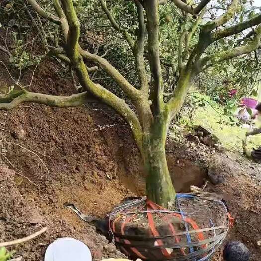安福县龙骨柚子树，精品苗木