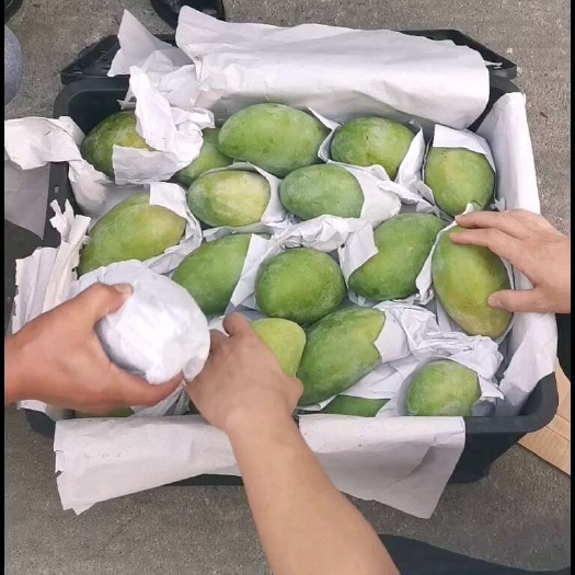 河口县越南玉芒
