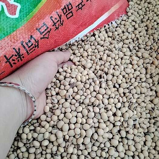 自贡大豆