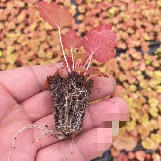漳平市矾根，矾根种苗105孔穴盘苗，根系发达，多品种可选，工厂直发