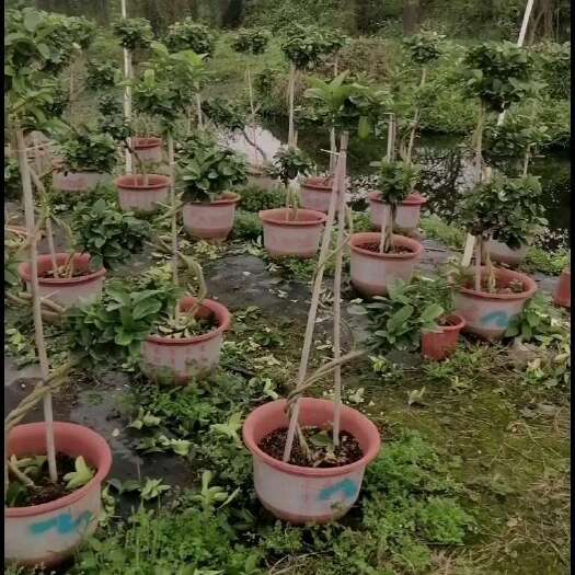 封开县广东香水柠檬盆栽，规格多样，产地直销。