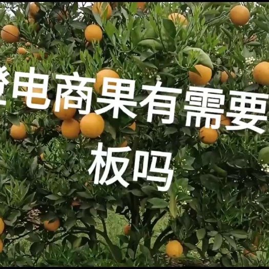 江永县夏橙电商果大量上市啦，有需要的老板吗，请联系我