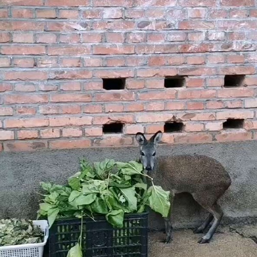 杂交构树苗