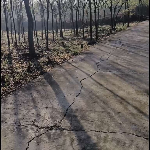 德安县无患子价格，无患子基地