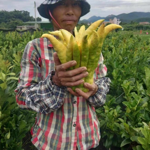 肇庆优质佛手苗