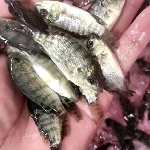 南宁快大型罗非鱼苗，活力生猛，长势快，养殖周期短。