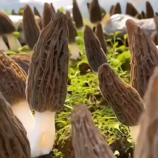 精品 羊肚菌