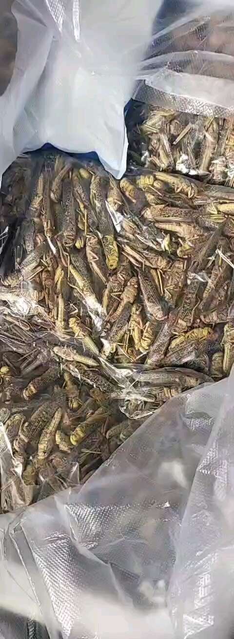 沧州蚂蚱，干冻蚂蚱，东亚飞蝗