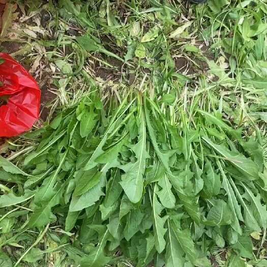 巨野县常年大量供应蒲公英鲜菜，无根免摘净货，蒲公英干货大货
