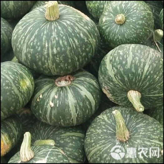 临海市台州临海板栗南瓜上市中，欢迎采购商前来