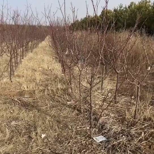涿鹿县大接杏树苗3公分