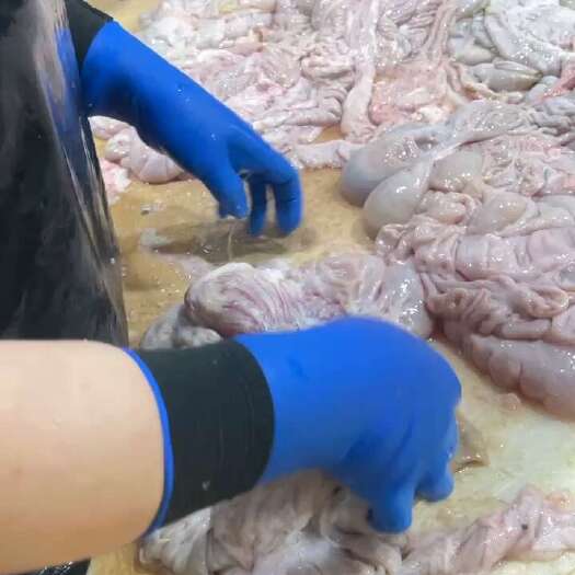 猪大肠 肥猪预煮大肠屠宰场的当日鲜品大肠，去油75%左右