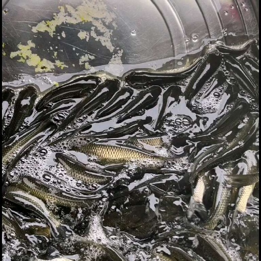 南宁草鱼苗，规格均匀，皮毛好，打过疫苗。